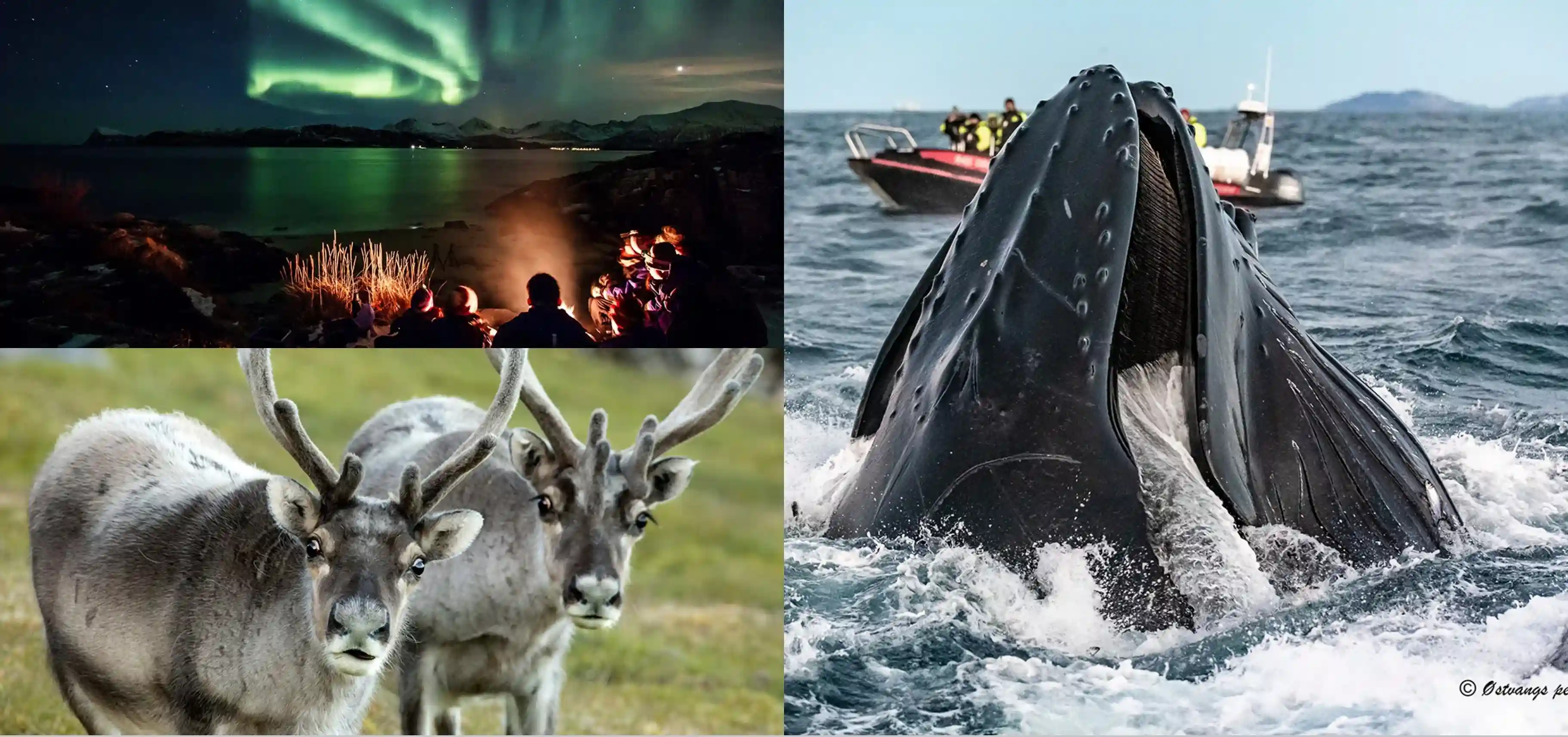 Arctic Wildlife Packages